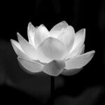 Mẹ chồng chia 1000m2 đất giá 10 tỷ cho 2 chị chồng nhưng chồng tôi vừa mất nên mẹ con tôi không có phần