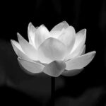 Này thì chia tay đòi lại quà