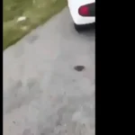 Vjdeo Đi thế này thì ông bà nào gánh nổi